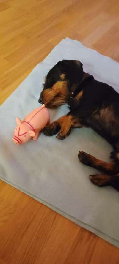 Immer der Nase nach - die schönsten Jagdhund-Bilder-Beitrag-Bild