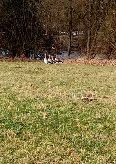 Die wunderschöne Welt mit Hund.-Beitrag-Bild