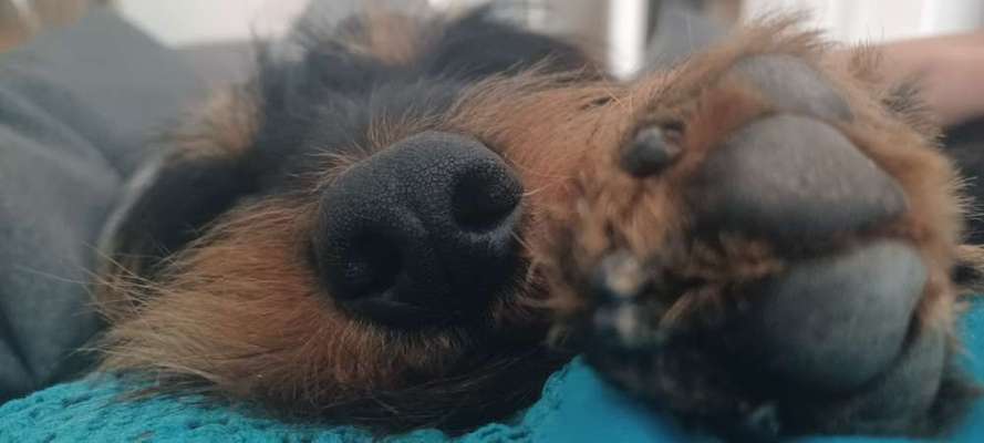 Zeigt mir die tollste Nahaufnahme von eurer Fellnase-Beitrag-Bild