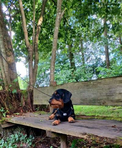 Dogorama Photo Challenge - Märchenwald-Beitrag-Bild