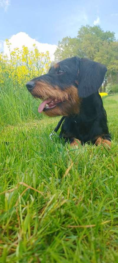 Dackelchen-Beitrag-Bild