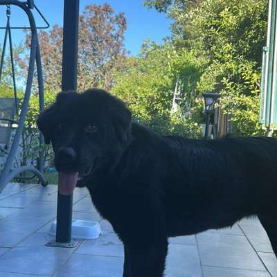 Hundetreffen-Playdate & Gassi Treffen-Bild