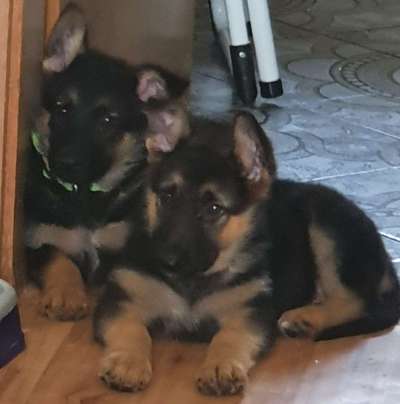 Welpen Bilder !-Beitrag-Bild