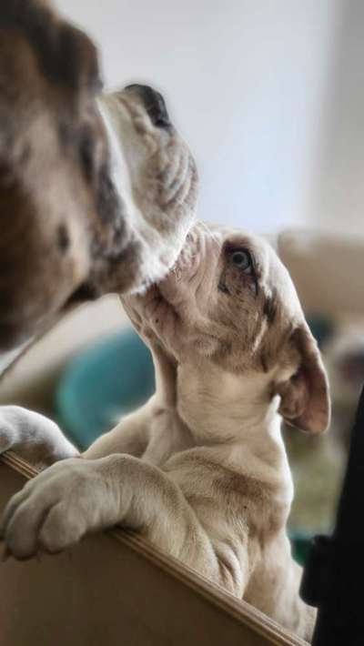 Welpen Bilder !-Beitrag-Bild