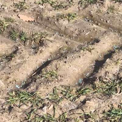 Giftköder-Blaue Düngermittelkörner auf Feldern-Bild