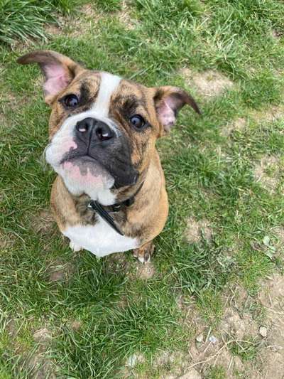 Zeigt mal eure besten Freunde-Beitrag-Bild