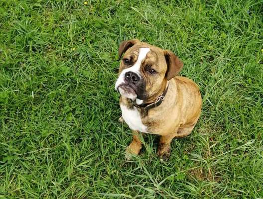 Welche Hunderasse-Beitrag-Bild