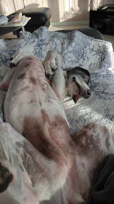 Dogorama Photo Challenge - Wälzen-Beitrag-Bild