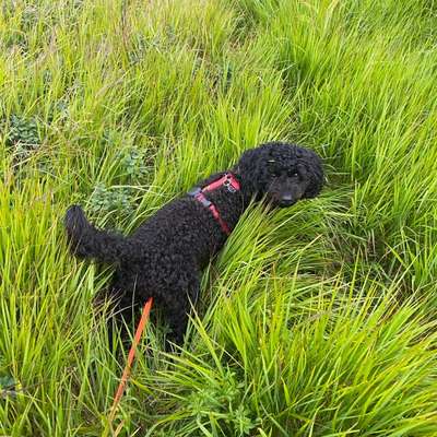 Hundetreffen-Spielen oder Gassi Gehen mit kleinen verspielten Hunden-Bild