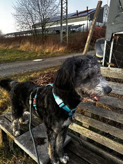 Mischlinge raten - Rätselspaß-Beitrag-Bild