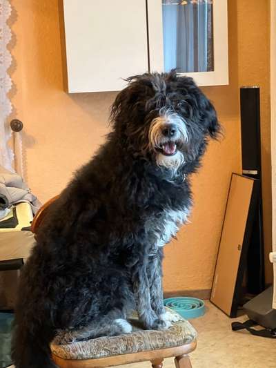 Mischlinge raten - Rätselspaß-Beitrag-Bild