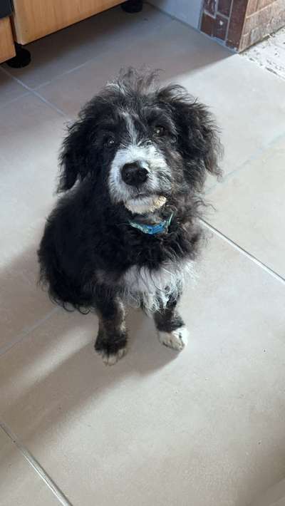 Welpen Bilder !-Beitrag-Bild