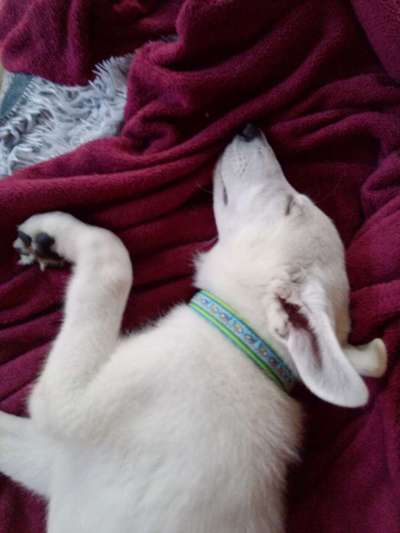 Weißer Schweizer Schäferhund-Beitrag-Bild