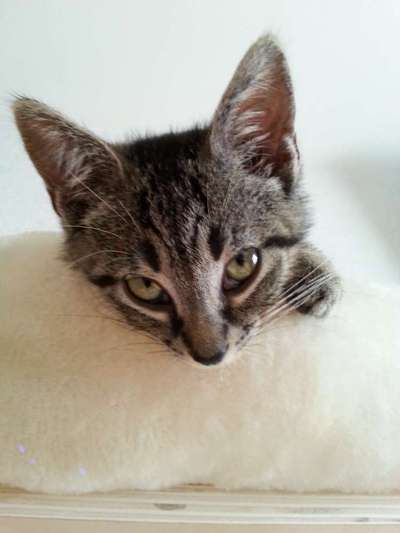 Unsere Fellnasen im Regenbogenland-Beitrag-Bild