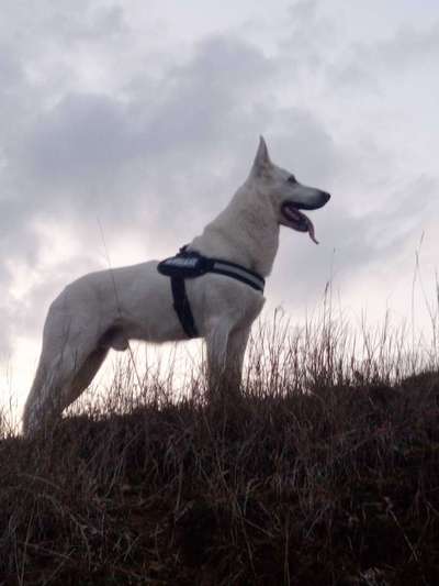 Unsere Fellnasen im Regenbogenland-Beitrag-Bild