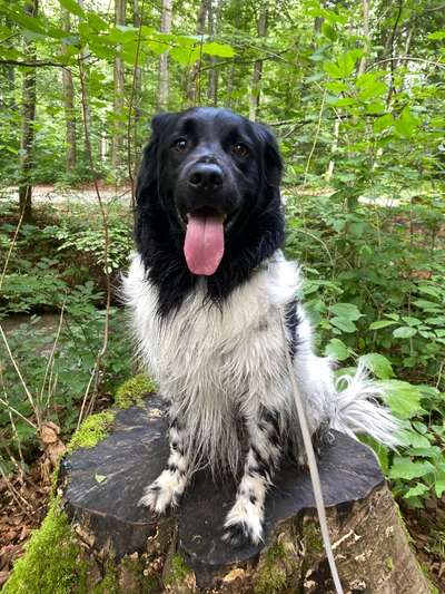 Stabyhoun ( Friese Stabij ) Halter gesucht!-Beitrag-Bild