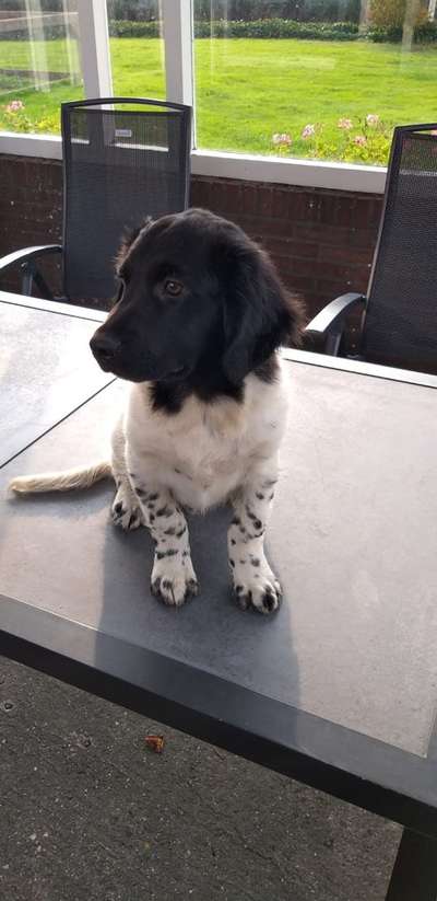 Stabyhoun ( Friese Stabij ) Halter gesucht!-Beitrag-Bild