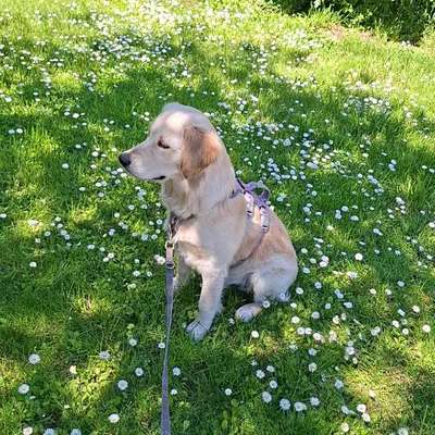 Hundetreffen-Trainings-/Spazier-/Spieltreffen-Bild