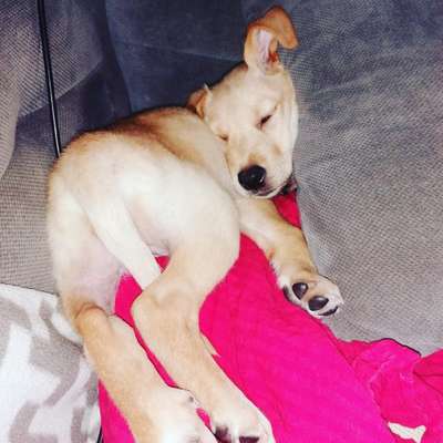 Welpen Bilder !-Beitrag-Bild