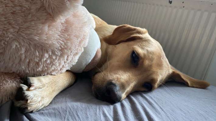 Die Dogorama Kalender Challenge 4/4-Beitrag-Bild