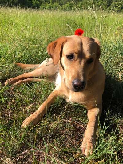 Die Dogorama Monats Challenge "Es grünt und blüht"-Beitrag-Bild