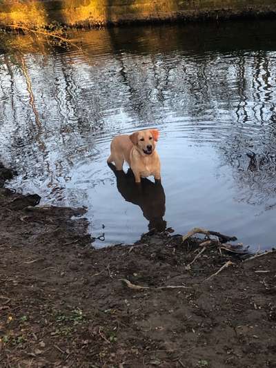 Dogorama-Monats-Challenge-Mai "Wasser"-Beitrag-Bild