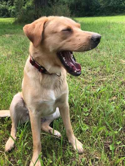 Die Dogorama-Wochen-Challenge "Die schönste Grimasse"-Beitrag-Bild