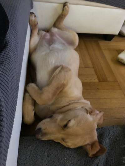 Zeigt mir die lustigsten Schlafpositionen eurer Fellnasen-Beitrag-Bild