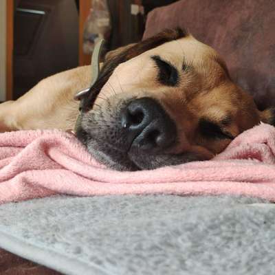 Hundetreffen-Hundebegegnungen Reaktive/Pöbelnde Hündin