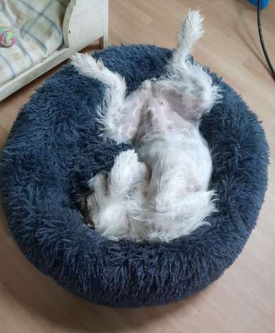 Foto Challenge Thema "Gummihund😁"-Beitrag-Bild