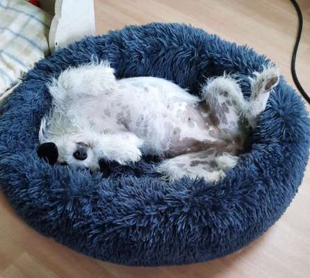 42. Collage Challenge - Ruheplatz-Beitrag-Bild