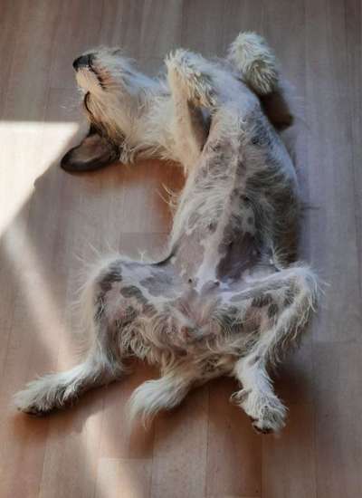 Dogorama Photo Challenge - Zeigt her eure Bäuche-Beitrag-Bild