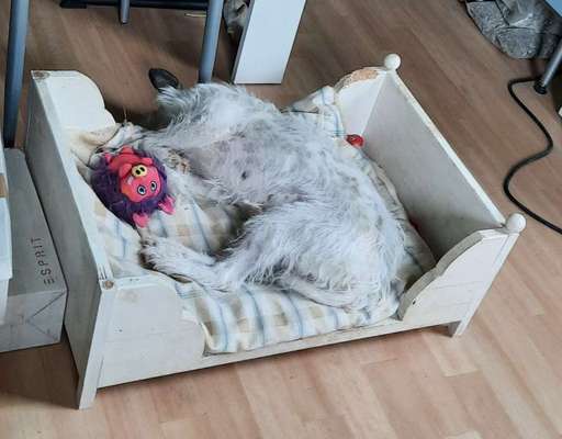 42. Collage Challenge - Ruheplatz-Beitrag-Bild