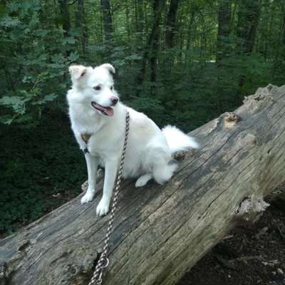 Hundetreffen-Social Walk-Bild