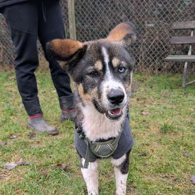 Hundetreffen-Zusammen Gassi, spielen, trainieren etc. :)-Bild