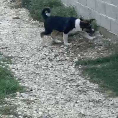 HSH - Rasse und zu erwartende Größe?-Beitrag-Bild