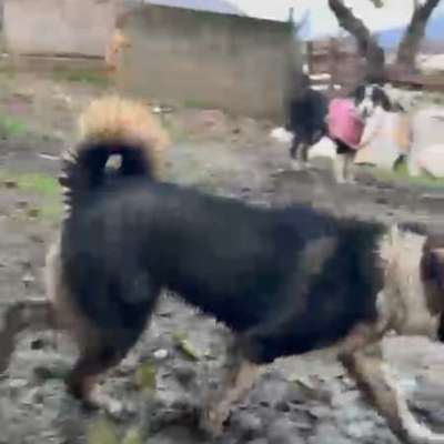 HSH - Rasse und zu erwartende Größe?-Beitrag-Bild