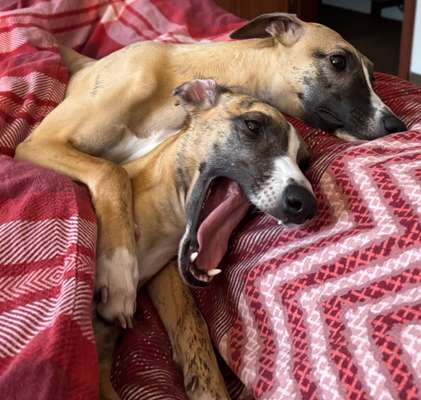 Whippet-Beitrag-Bild