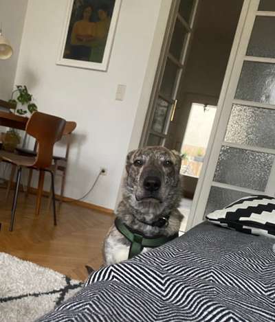 Hundebilder-Beitrag-Bild