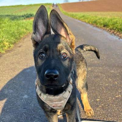 Hundetreffen-Social Walk, Ruhiges Treffen-Bild