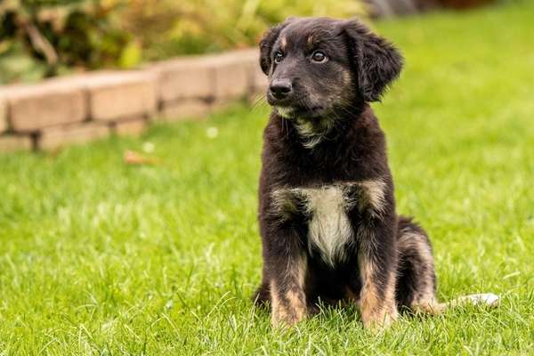 Welpen Bilder !-Beitrag-Bild