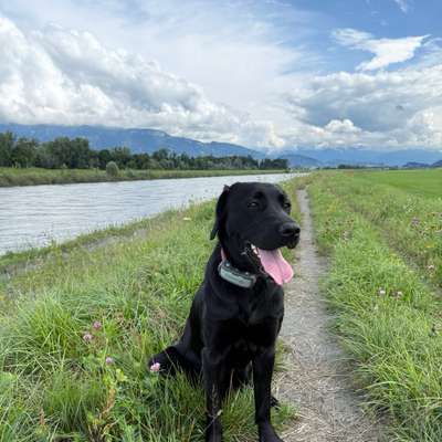 Hundetreffen-Spazieren/Spielen/Trainieren-Bild