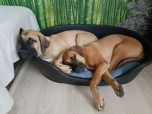 Dogo Argentino Freunde-Beitrag-Bild