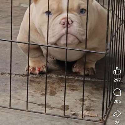 Qualzucht - Warum Aufklärung alleine nicht reicht-Beitrag-Bild