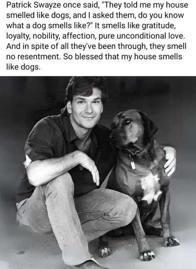 Hunde Memes-Beitrag-Bild