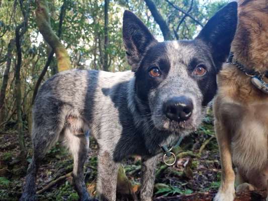 Gibt es hier noch mehr Cattle Dog Stumpy Tails?-Beitrag-Bild