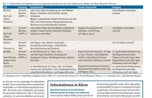 „Werwolfsyndrom“ bei Hunden – Was ist mit unseren Kauknochen los? 🐺🦴-Beitrag-Bild