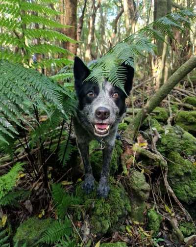 Gibt es hier noch mehr Cattle Dog Stumpy Tails?-Beitrag-Bild