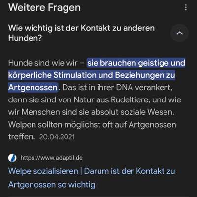 Keine Spielwiese, keine Welpengruppen nur feste Hundefreunde-Beitrag-Bild