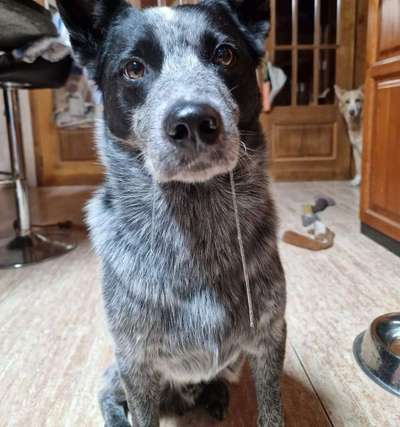 Barf Rohfütterung vs. industrielle Futtermittel-Beitrag-Bild